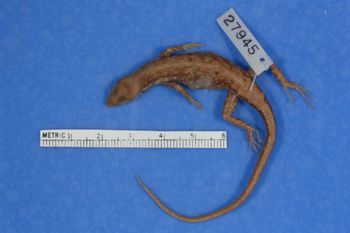 Media type: image;   Herpetology R-27945